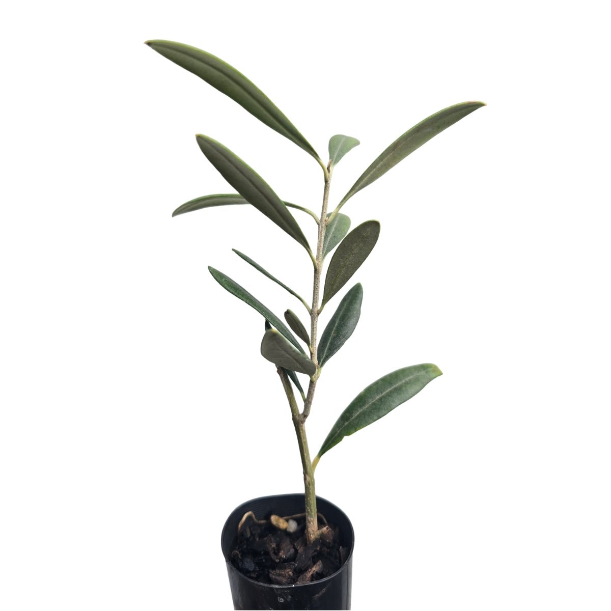 Olea europaea ‘Nevadillo Blanco’ Olive Tree – 50mm Tube - Oldboy&