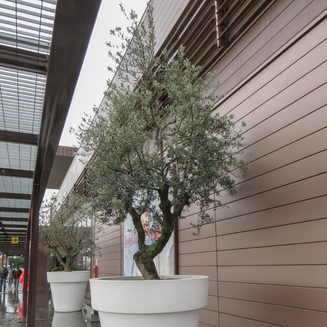 Olea europaea ‘Nevadillo Blanco’ Olive Tree – 50mm Tube - Oldboy&