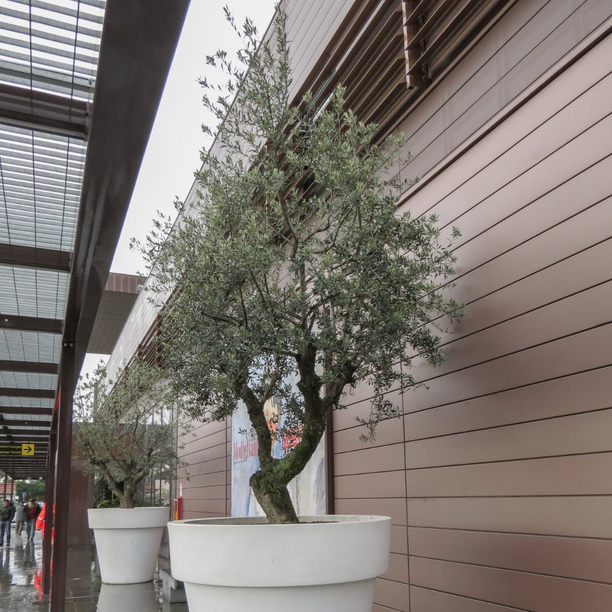 Olea europaea ‘Nevadillo Blanco’ Olive Tree – 50mm Tube - Oldboy&