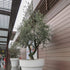 Olea europaea ‘Nevadillo Blanco’ Olive Tree – 50mm Tube - Oldboy&
