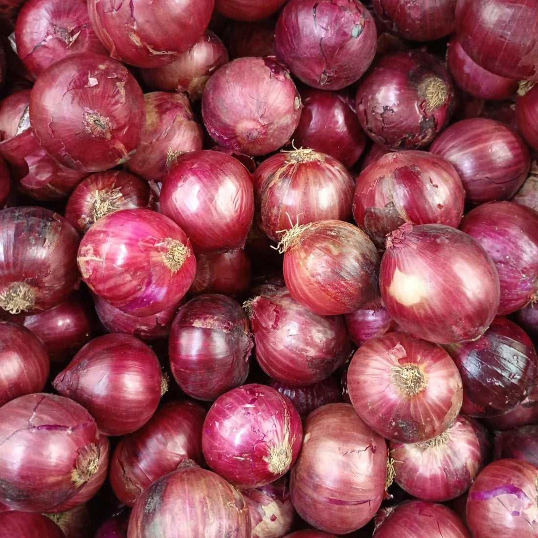 Onion Amposta Purple / Red Seeds (Allium cepa) - Oldboy&