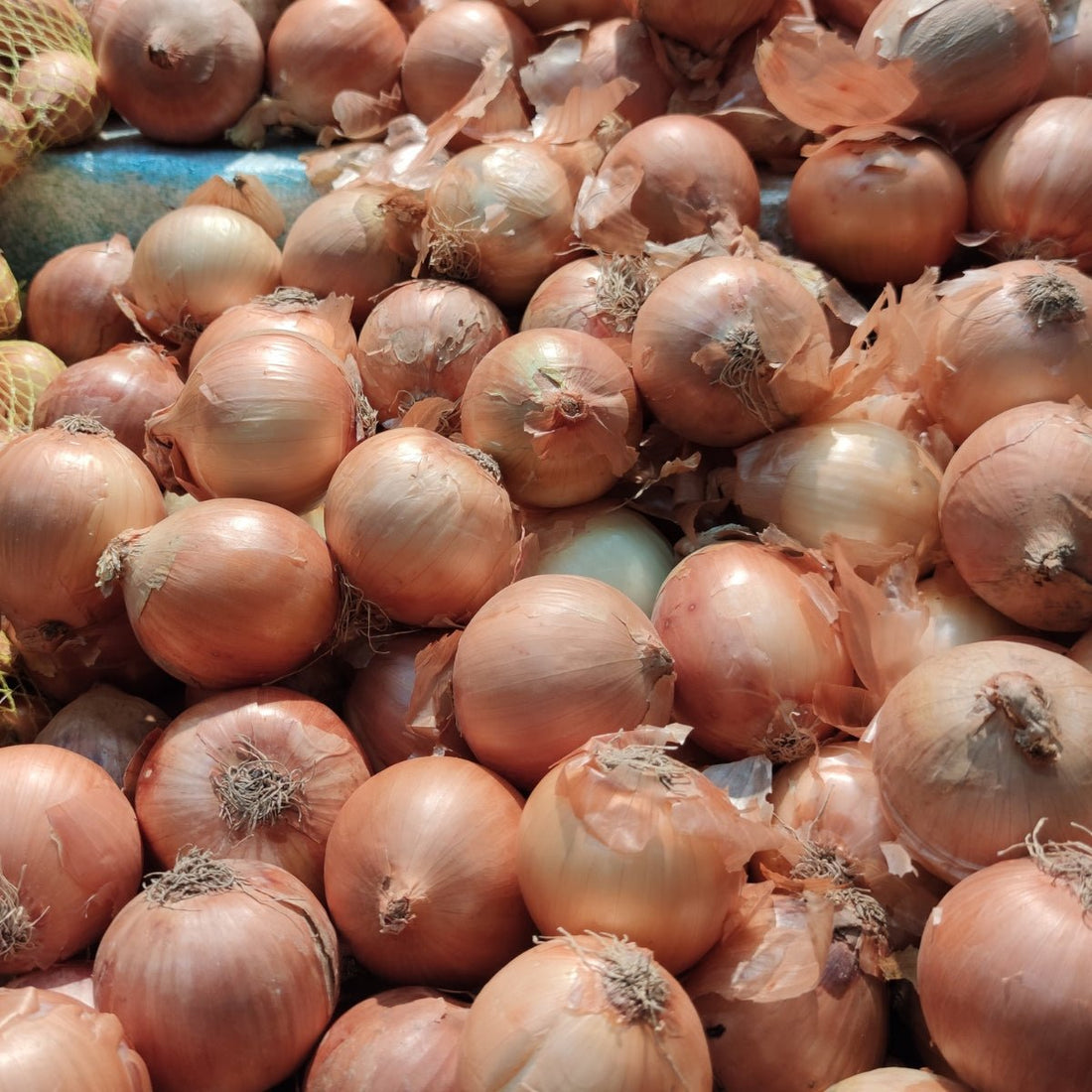 Onion Pukekohe Long Keeper Seeds (Allium cepa var. cepa) - Oldboy&