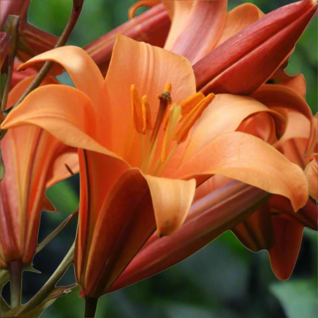 Orange Planet – Oriental Trumpet Lily Bulb (Lilium Hybrid) - Oldboy&