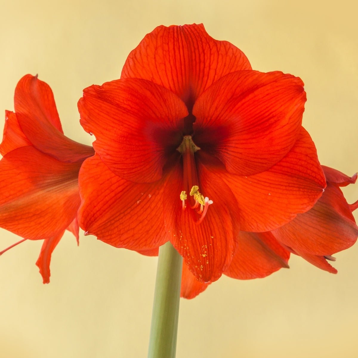 Orange Souvereign Hippeastrum Bulb | Vibrant Orange Amaryllis - Oldboy&