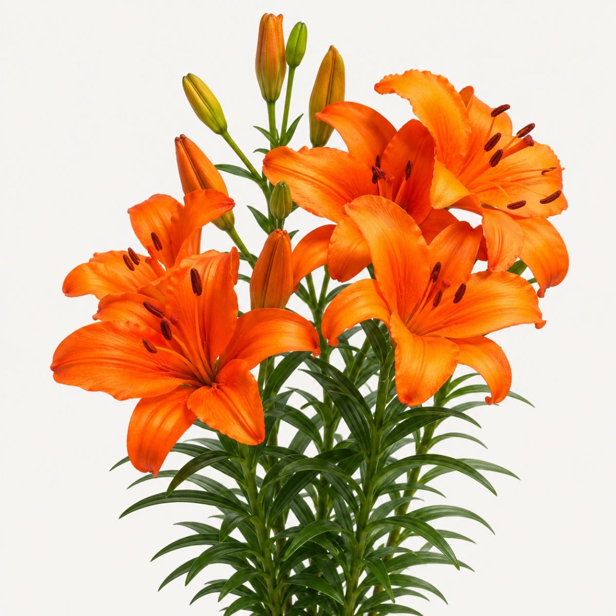 ‘Orange Ton’ – Garden Asiatic Lily (Lilium Hybrid) Bulb – Vibrant Orange Blooms - Oldboy&