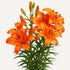 ‘Orange Ton’ – Garden Asiatic Lily (Lilium Hybrid) Bulb – Vibrant Orange Blooms - Oldboy&