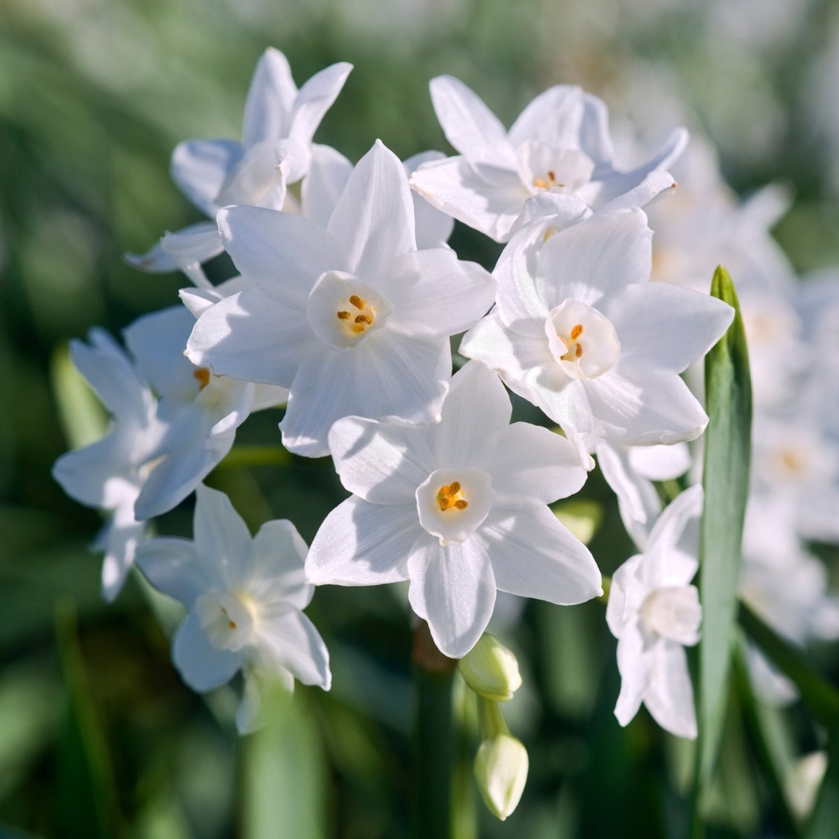 Paperwhite Daffodil Xiva (Narcissus papyraceus ‘Xiva’) – Fragrant Early White Bulb - Oldboy&