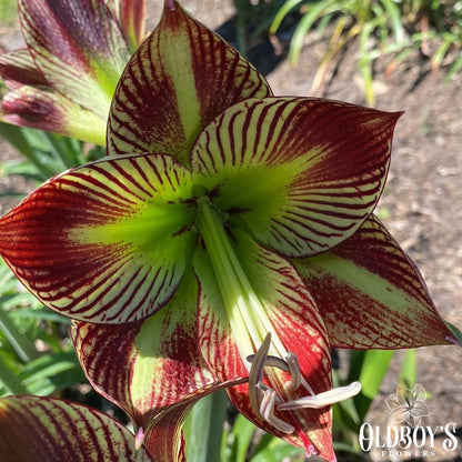 Papiliox - Hippeastrums | Amaryllis - Oldboy&