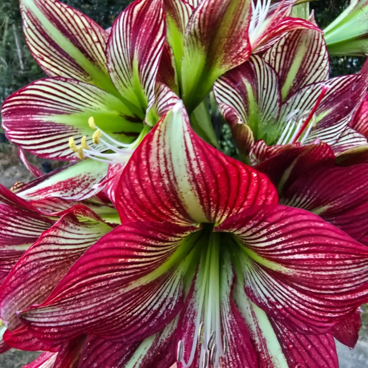 Papiliox- Hippeastrums | Amaryllis | Hippeastrum x hybridum - Oldboy&