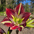 Papiliox - Hippeastrums | Amaryllis | Hippeastrum x hybridum - Oldboy&