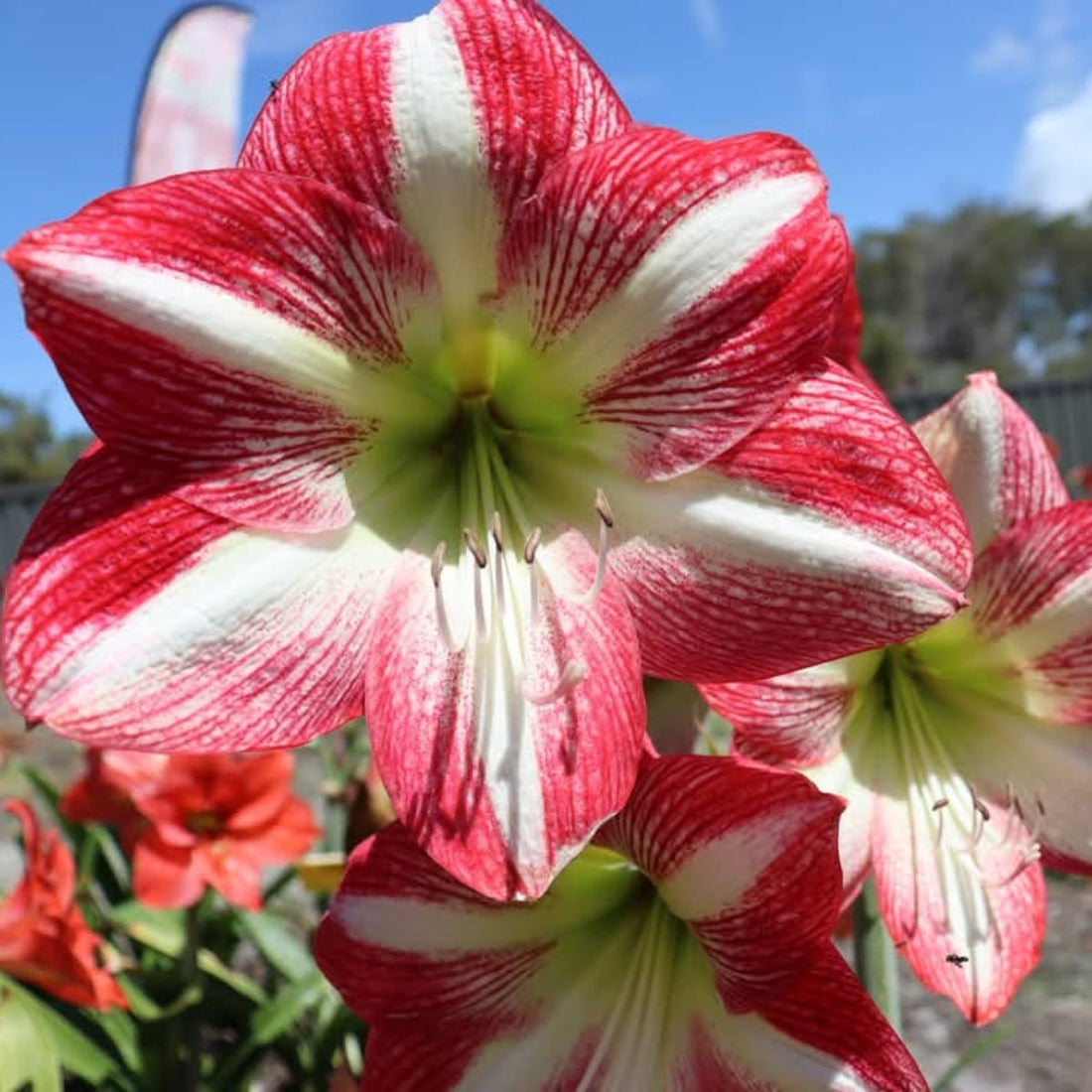 Party Time - Hippeastrums | Amaryllis | Hippeastrum x hybridum - Oldboy&