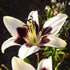 Patricia’s Pride Tango Lilium Bulb | Cream Lily with Deep Purple Centre - Oldboy&
