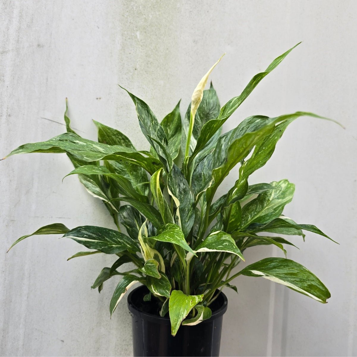 peace lily varieties australia Peace Lily - 'Domino' - Spathiphyllum wallisii