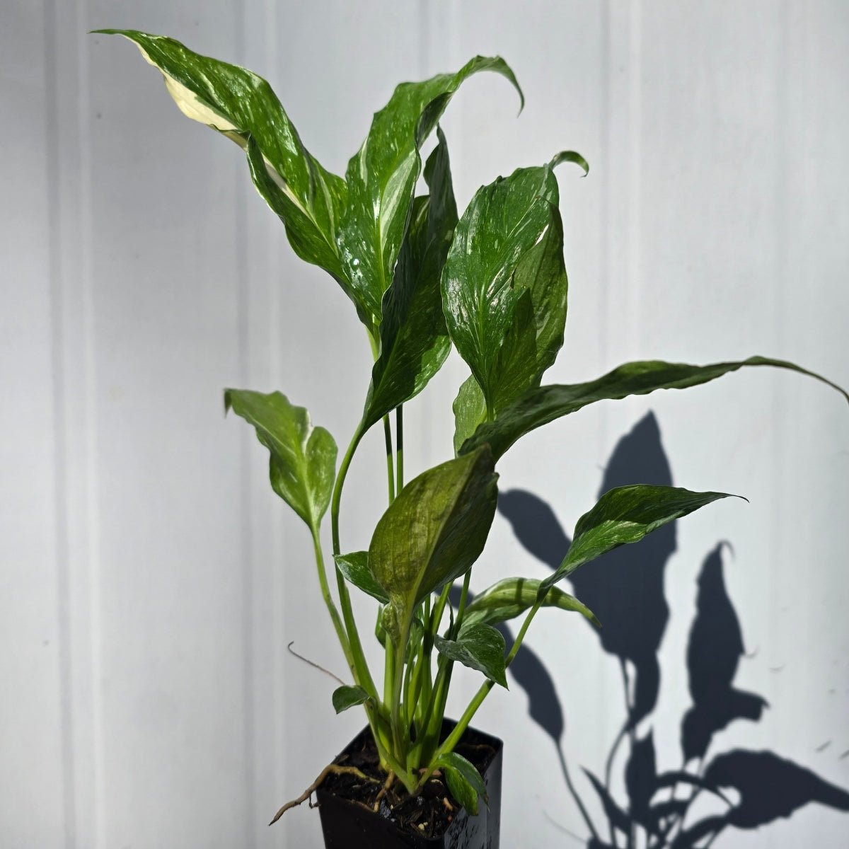 Peace Lily - &