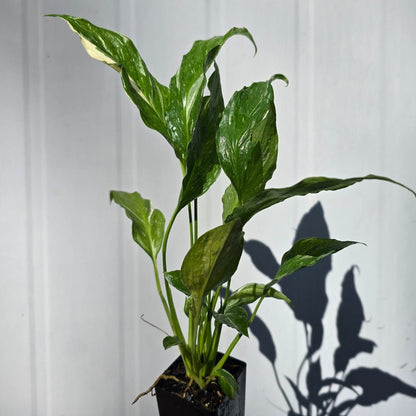 Peace Lily - &