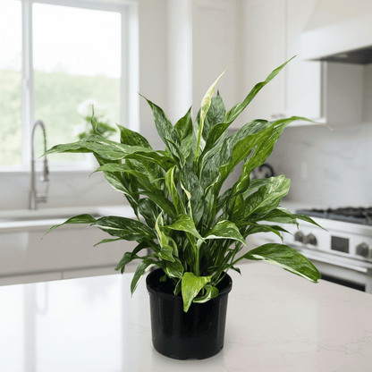 Peace Lily - &