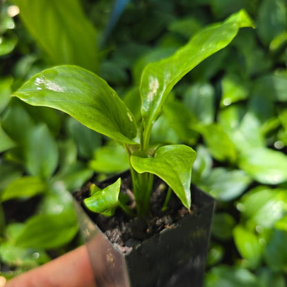 Peace Lily | Spathiphyllum Sensation | Wallisii - Oldboy&