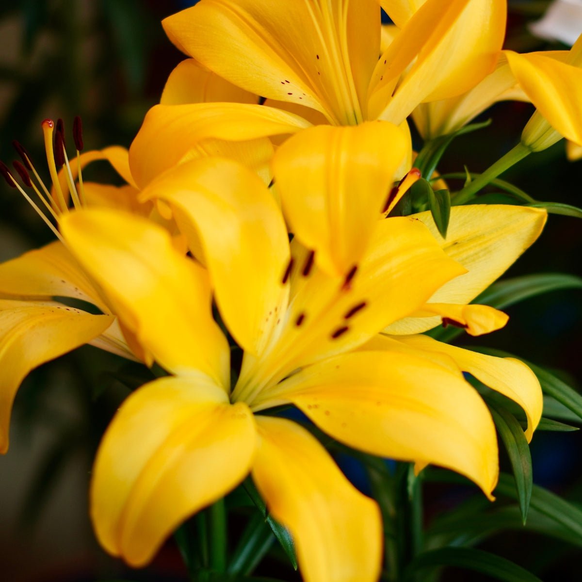 ‘Pearl Justine’ – Asiatic Lily (Lilium Hybrid) Bulb – Soft Cream-Yellow Blooms - Oldboy&