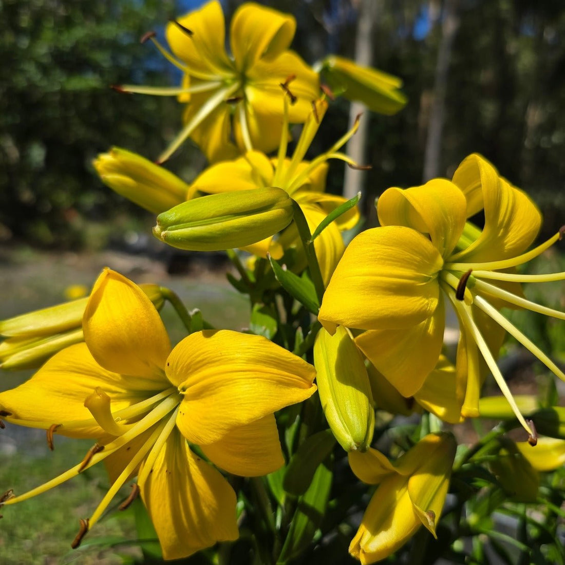 ‘Pearl Melanie’ – Garden Asiatic Lily (Lilium Hybrid) Bulb – Soft Yellow Blooms - Oldboy&