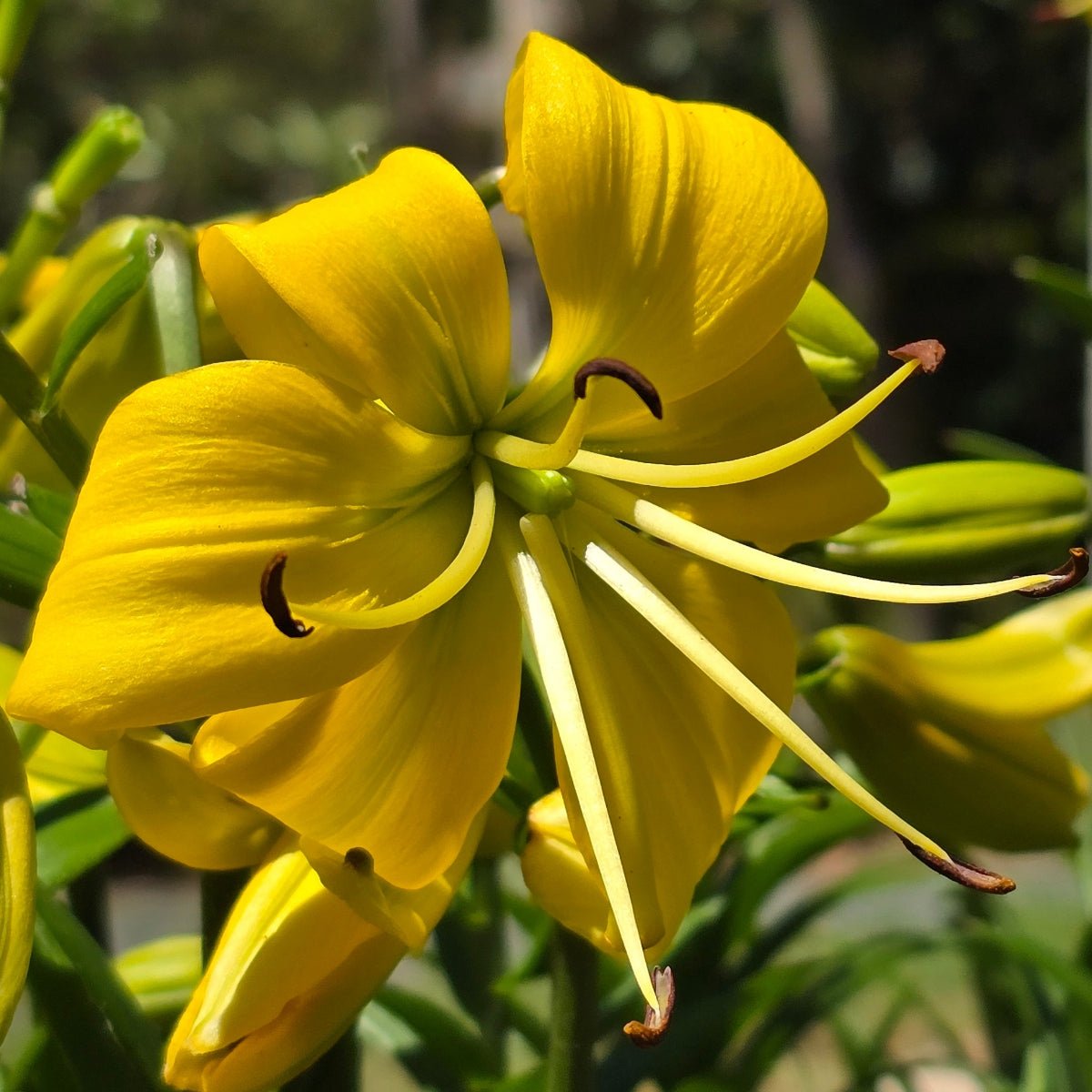 ‘Pearl Melanie’ – Garden Asiatic Lily (Lilium Hybrid) Bulb – Soft Yellow Blooms - Oldboy&