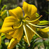 ‘Pearl Melanie’ – Garden Asiatic Lily (Lilium Hybrid) Bulb – Soft Yellow Blooms - Oldboy&