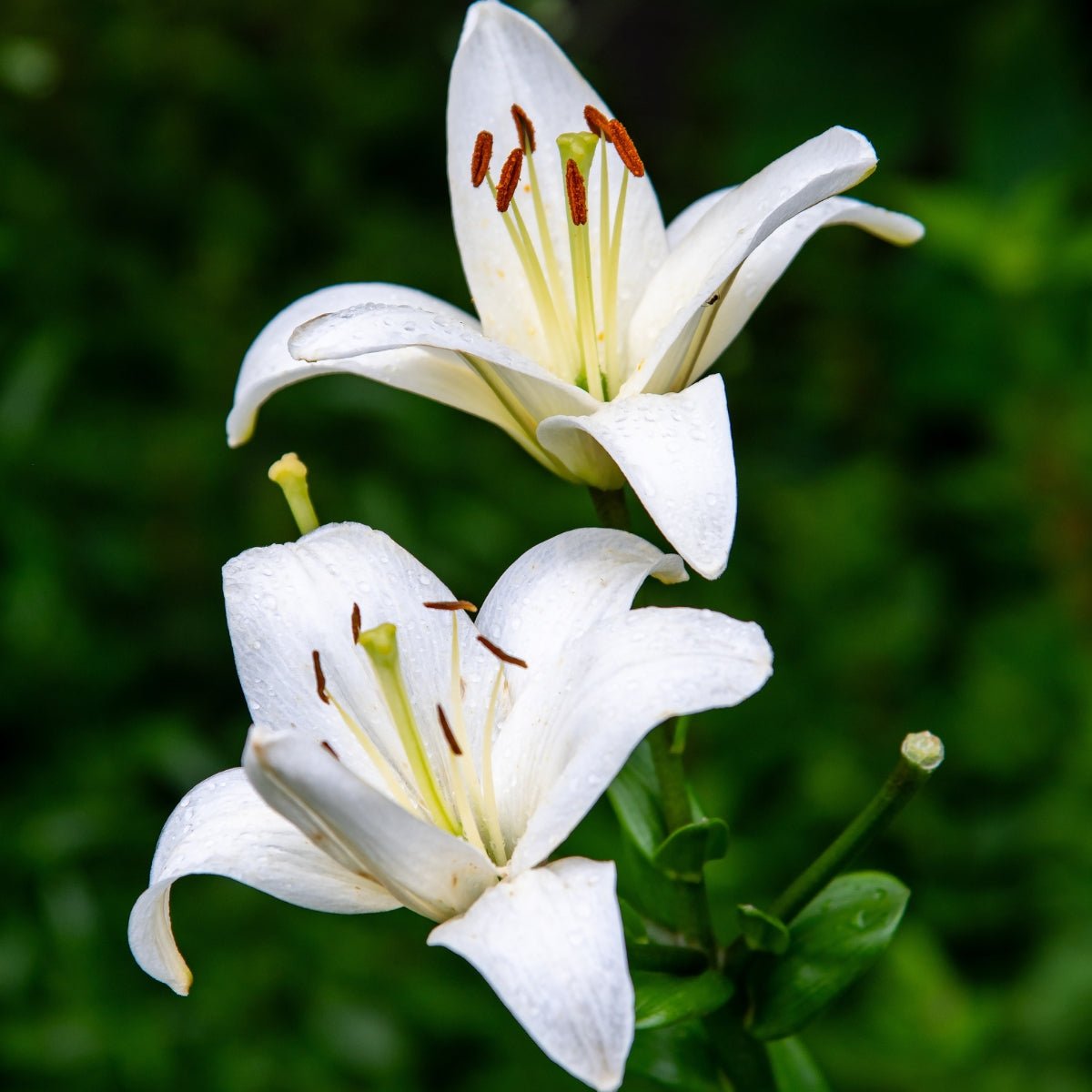 ‘Pearl White’ – Garden Asiatic Lily (Lilium Hybrid) Bulb – Pure White Blooms - Oldboy&
