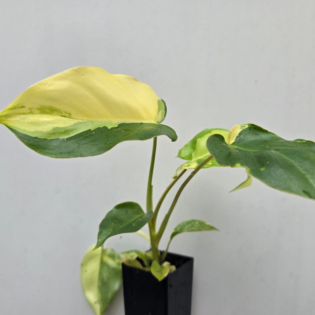 philodendron burle marx australia Philodendron burle-marxii 'Variegata' – Rare Indoor Plant