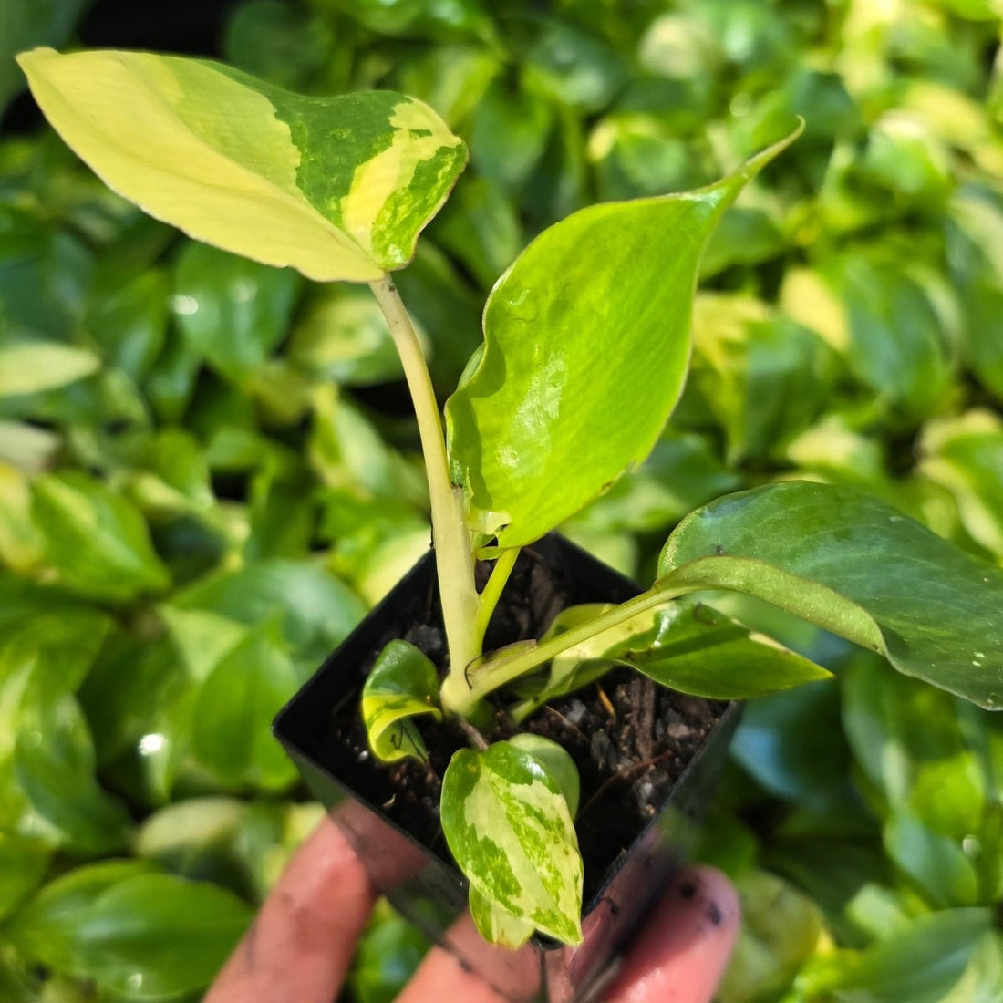 Philodendron burle - marxii &