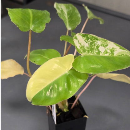 Philodendron burle - marxii &