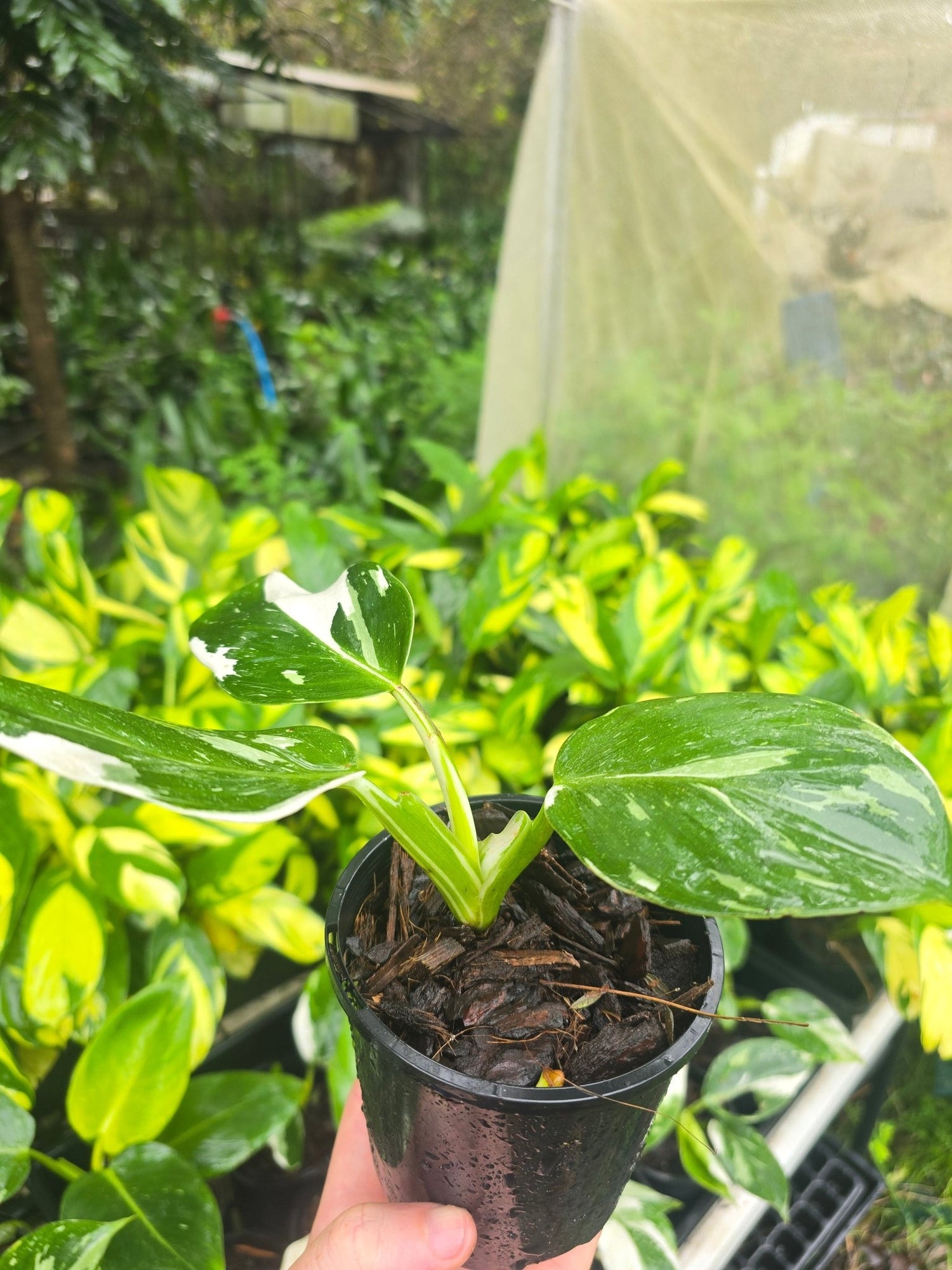 Philodendron Erubescens - &