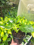 Philodendron Erubescens - &