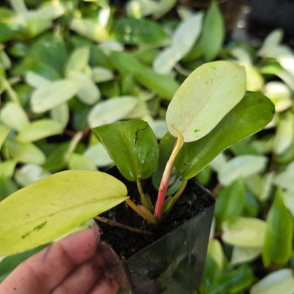 Philodendron ‘Snowdrift’ – Rare Variegated Aroid with Speckled Cream &amp; Green Leaves - Oldboy&