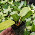 Philodendron ‘Snowdrift’ – Rare Variegated Aroid with Speckled Cream & Green Leaves - Oldboy&