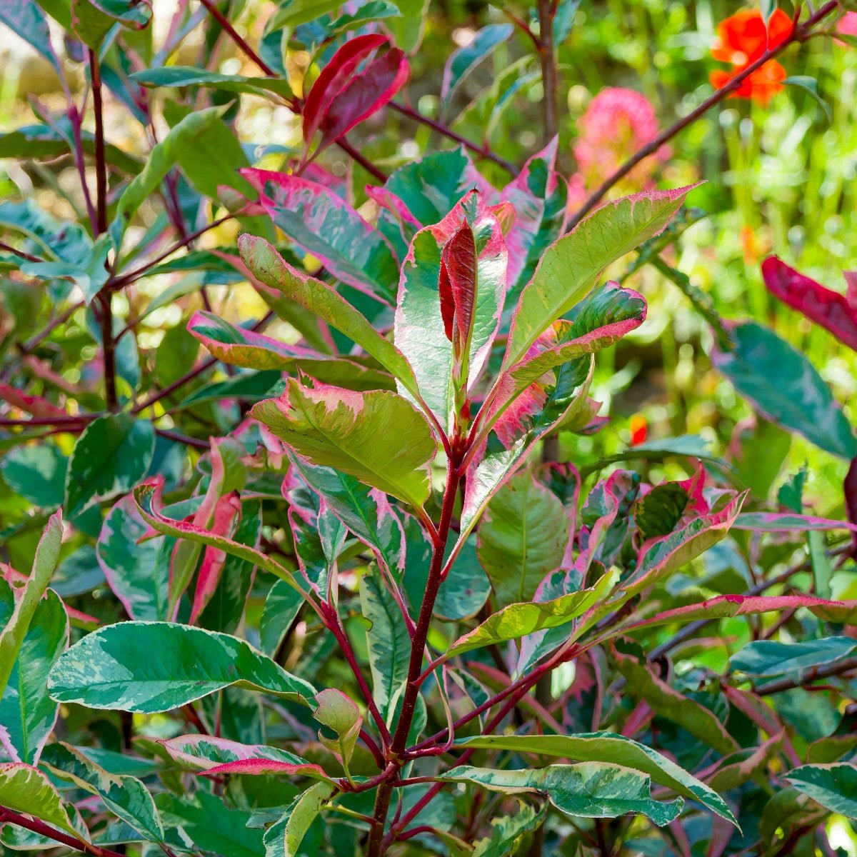 Photinia ‘Pink Marble’ | Variegated Hedging Plant | 42mm Pot - Oldboy&