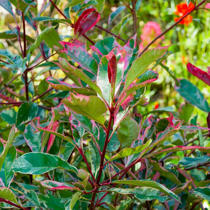 Photinia ‘Pink Marble’ | Variegated Hedging Plant | 42mm Pot - Oldboy&