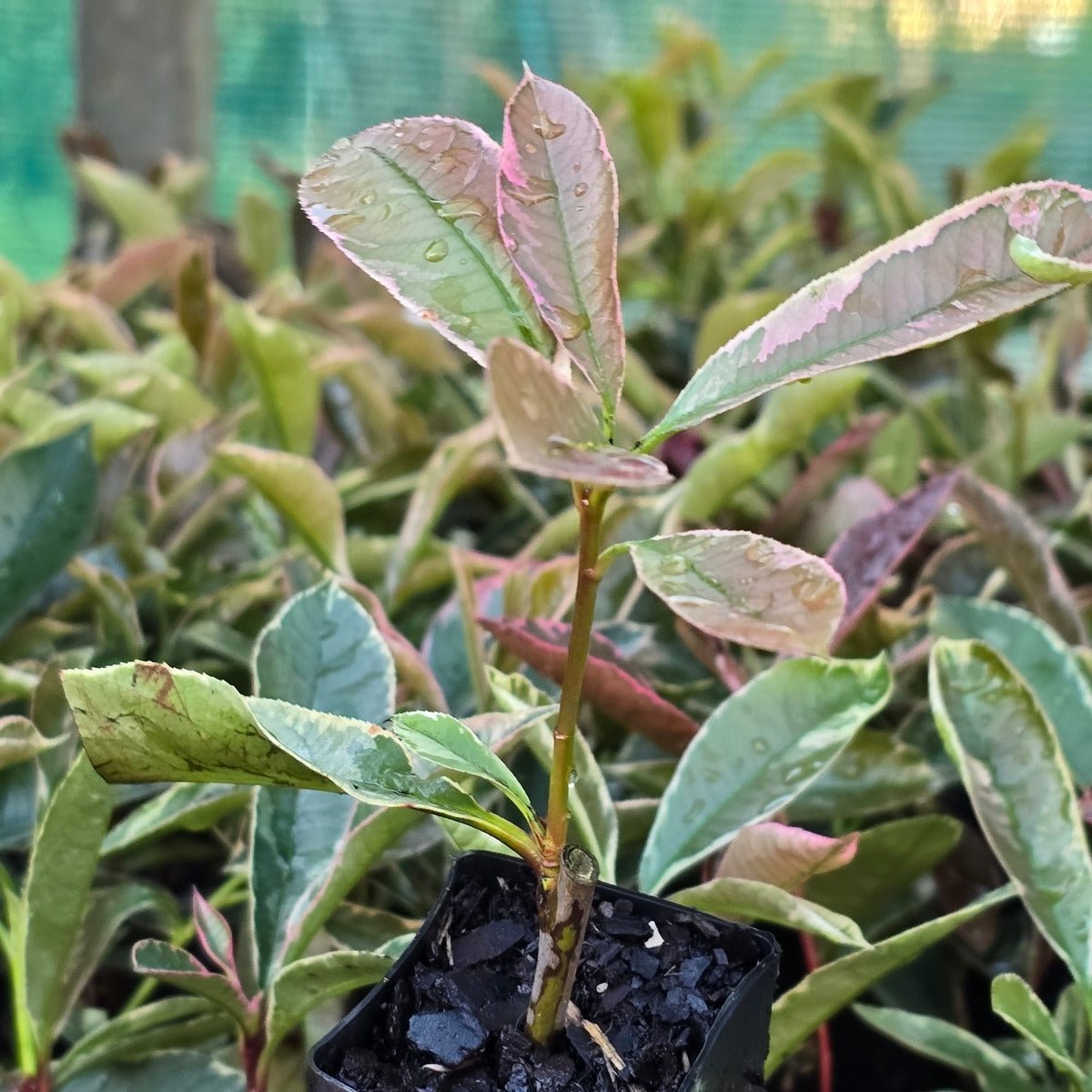 Photinia ‘Pink Marble’ | Variegated Hedging Plant | 42mm Pot - Oldboy&