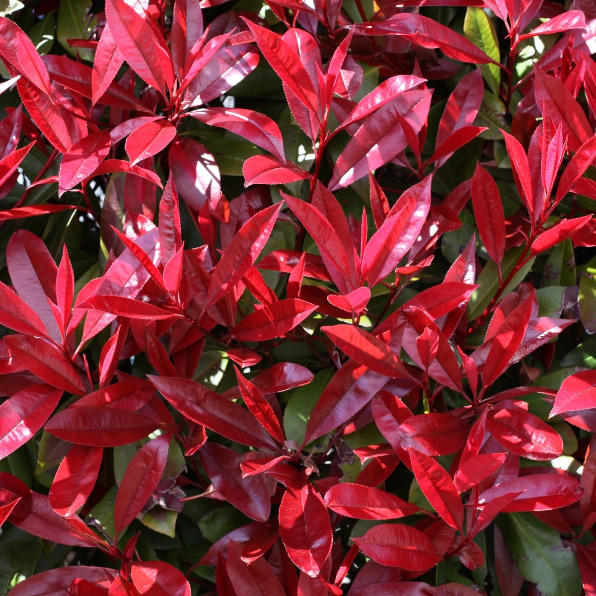 Photinia ‘Red Robin’ (Photinia × fraseri) – 50mm Pot - Oldboy&