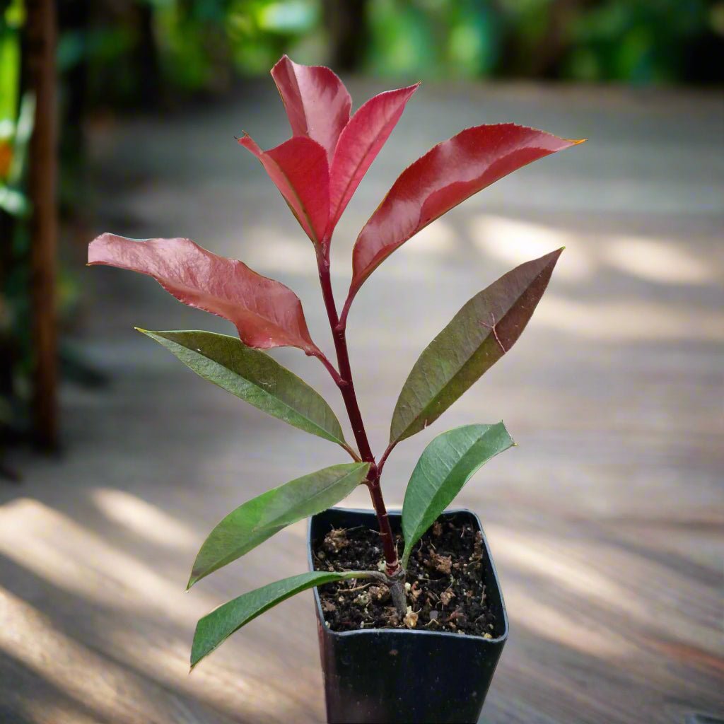 Photinia ‘Red Robin’ (Photinia × fraseri) – 50mm Pot - Oldboy&