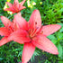 ‘Pink Flight’ – Tiger Hybrid Lily (Lilium Hybrid) Bulb – Graceful Side-Facing Blooms - Oldboy&