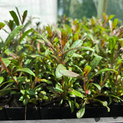 Pink Gaura ‘Confetti Pink’ (Gaura lindheimeri) – Perennial Flowering Plant in 50mm Pot - Oldboy&