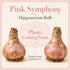 Pink Symphony Hippeastrum Bulb | Amaryllis – Double Fuchsia Pink Blooms - Oldboy&