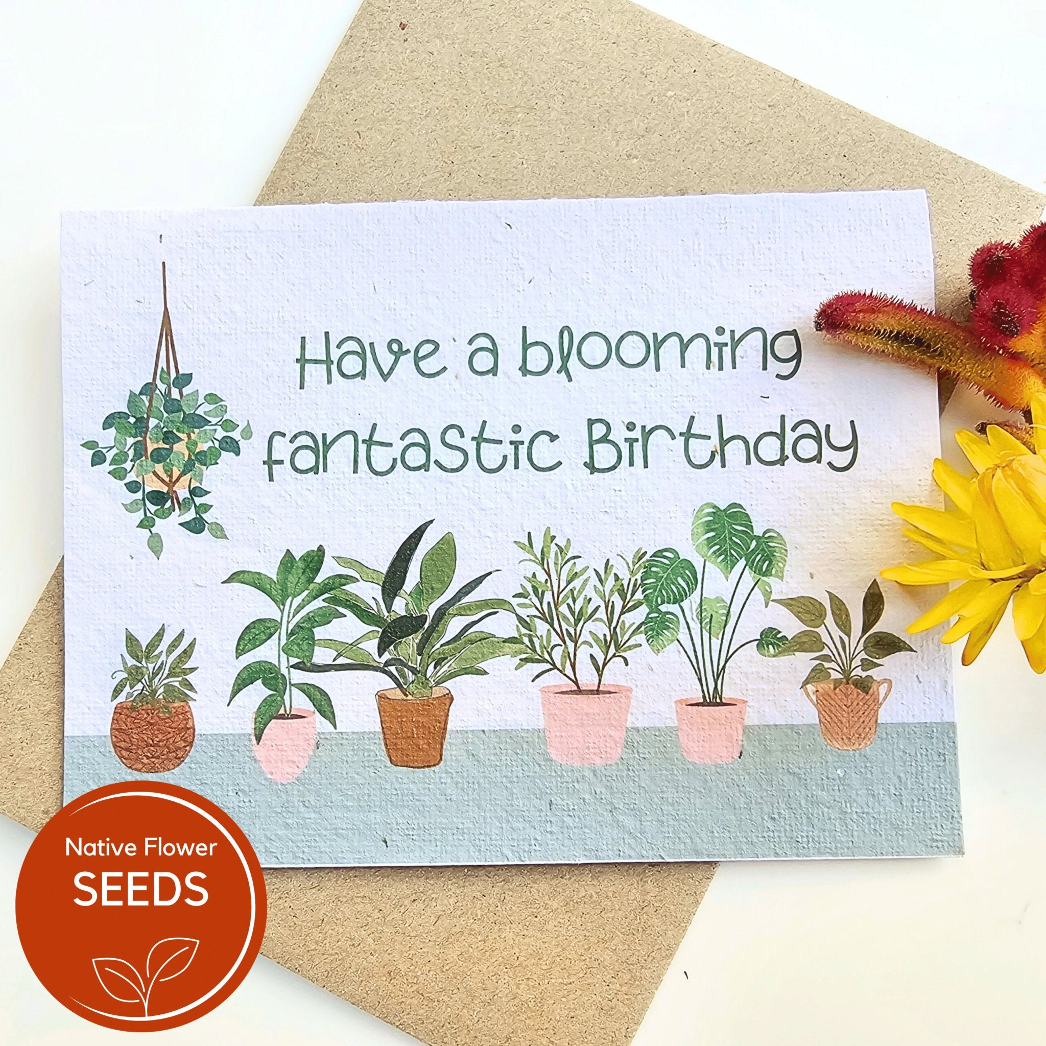 Plantable Blooming Birthday Card - Floral - Swan River Daisy - Oldboy&