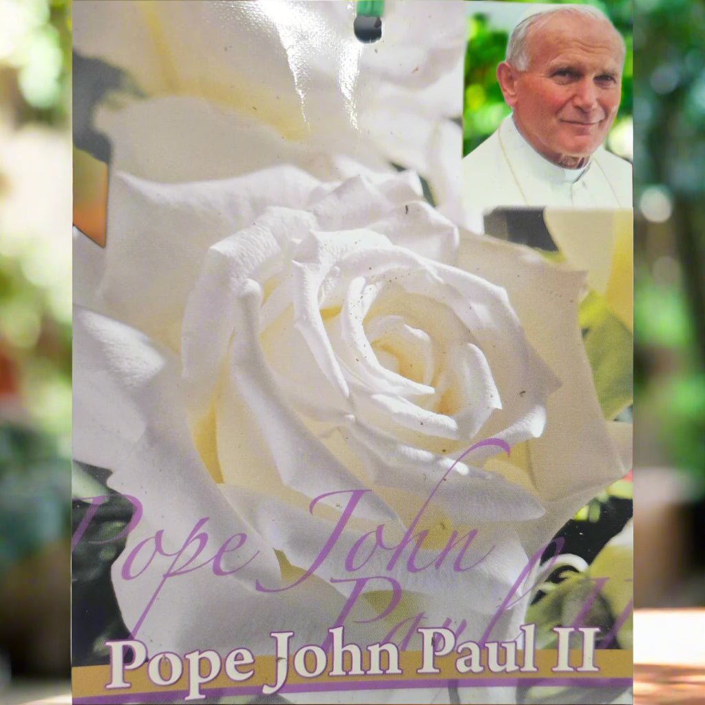 Pope John Paul II™ – Premium - Hybrid Tea Rose - Oldboy&