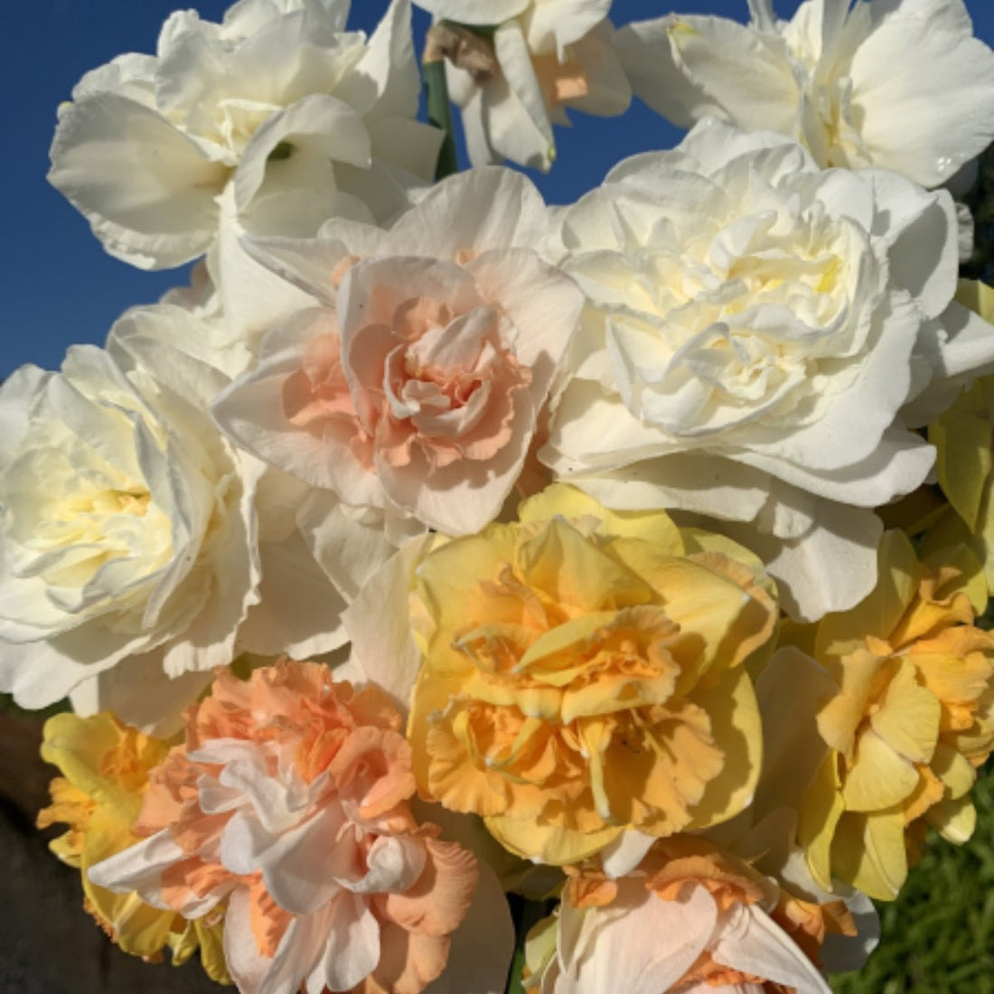 Pre - Order Mixed Premium Double Daffodil Bulbs – Narcissus spp. - Oldboy&