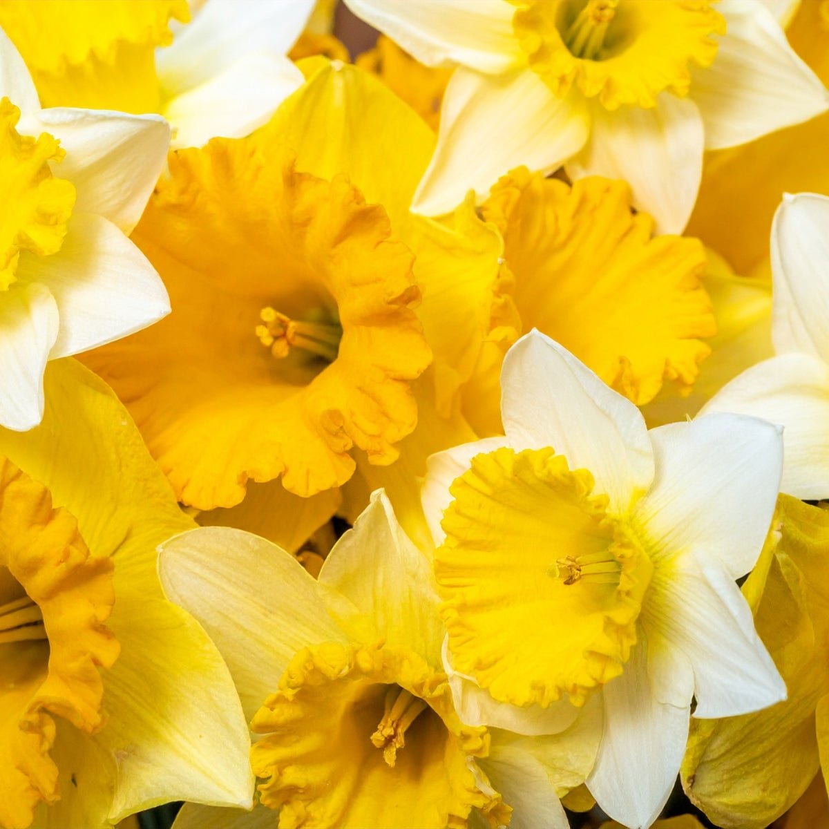 Pre - Order Mixed Premium Miniature Daffodil Bulbs – Narcissus spp. - Oldboy&