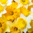 Pre - Order Mixed Premium Miniature Daffodil Bulbs – Narcissus spp. - Oldboy&