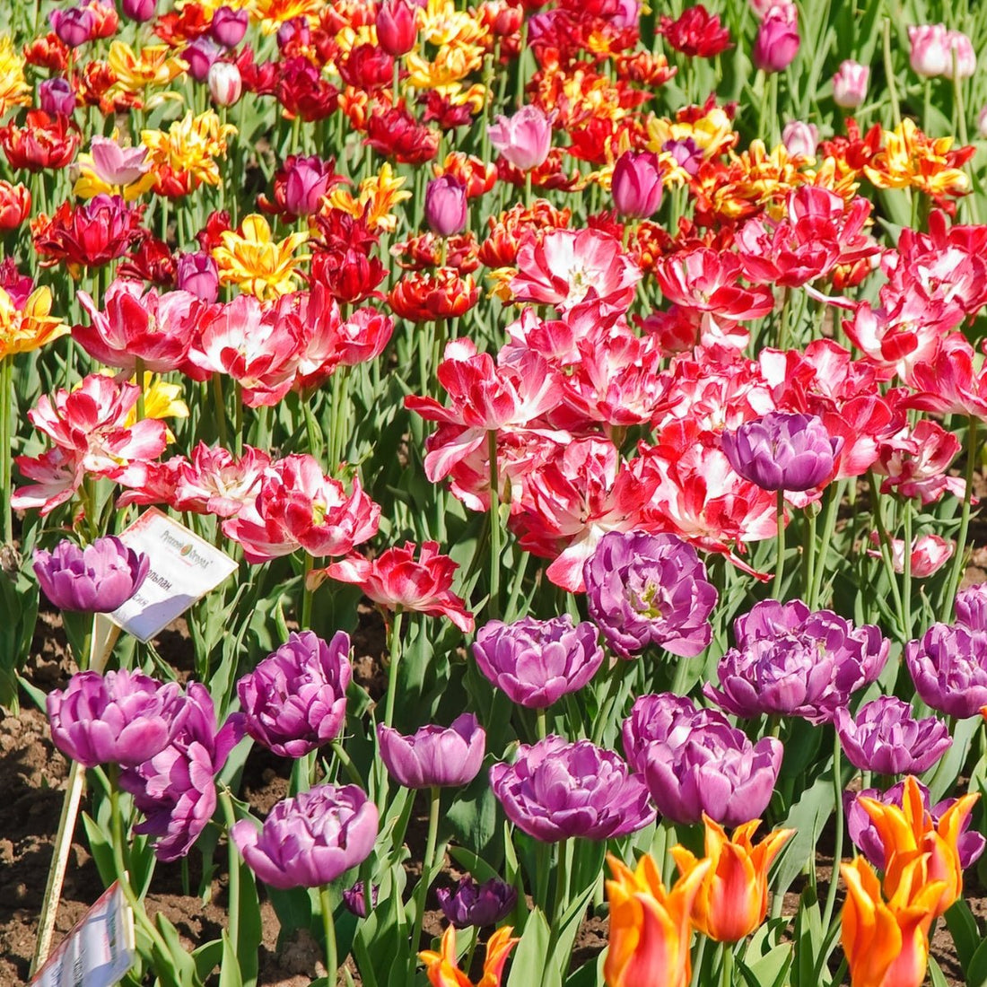 Premium Mixed Double Tulips – Tulipa × hybrida - Lush, peony - like blooms - Oldboy&