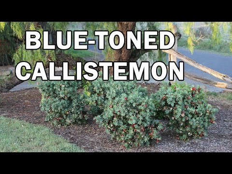 Better John™ Callistemon | Compact Red Bottlebrush