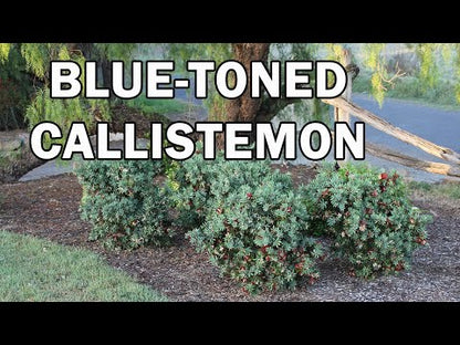 Better John™ Callistemon | Compact Red Bottlebrush
