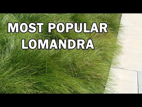 Tanika® Lomandra | Fine, Weeping Native Plant | 42mm Pot
